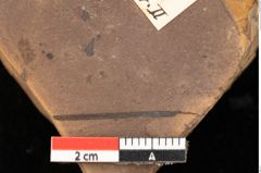 Foto (Detailsansicht) von Fagus feroniae Unger (NHMW-GEO-2024-0188-0990)
